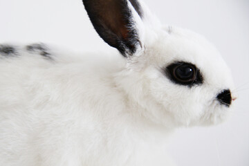 white cute bunny with black ears