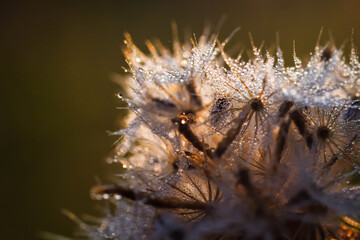 close up of grass