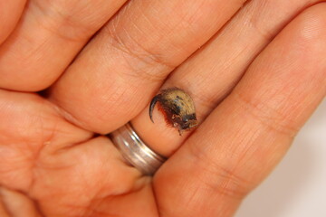 Tarantula fangs after shedding. Exotic veterinarian examines a spider fangs, vet. Biologist. spider...