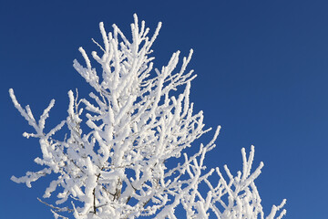 Hintergrund Winter - schneebedeckte Zweige einer Birke vor strahlend blauem Himmel