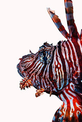 Portrait of a Caribbean Lionfish isloated against a white background