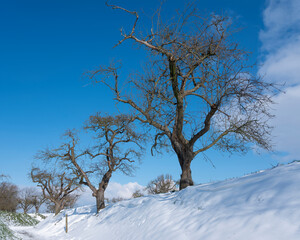 Fototapeta na wymiar row of fruit trees in orchard with snow under blue sky during winter in holland
