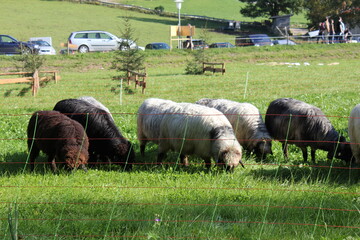 Tiere in der freien natur