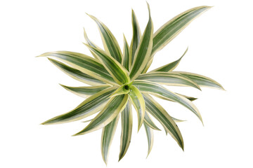 Song of India plant (Dracaena reflexa) popular house plant from Dracaena genus. Isolated image on white background
