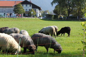 Tiere in der freien natur