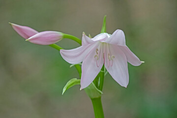 pink lily