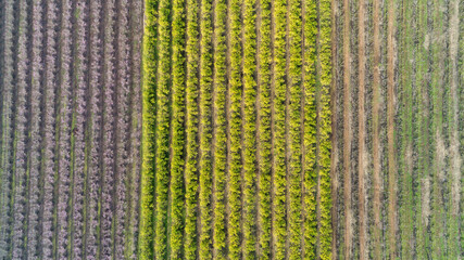 Plantation Field during autumn creating colorful textures