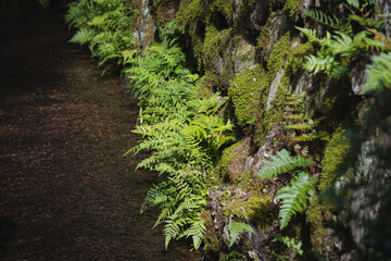 上賀茂神社境内 木漏れ日の水辺