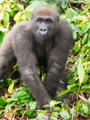 A Western gorilla (Gorilla gorilla) Africa Gabon.