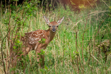 Young deer (Cervus elaphus) in the spring landscape. Green Grass Everywhere.Lost on the Meadow.