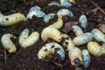 やわらかい土の上にいるたくさんのカブト虫の幼虫
