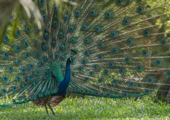 Fototapeta premium beautiful wild male peacock showing feathers to impress female