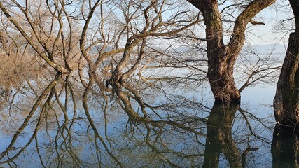 reflection of trees in water