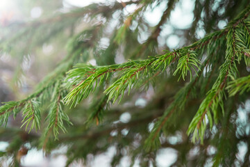 Fresh green fir branches in the sunny forest