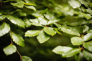 Tree leaves in the forest