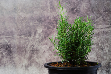 Fresh aromatic rosemary in a pot.