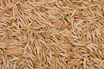 background of rice