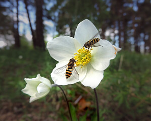 Honey bee collecting pollen from white flower