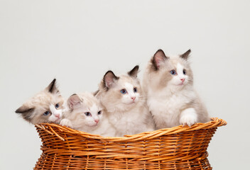 Fototapeta na wymiar Ragdoll kittens sitting together inside a basket