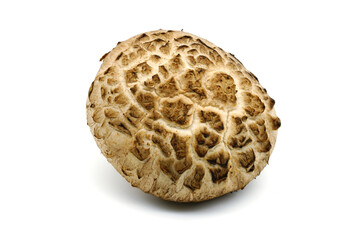 fresh Shiitake mushroom isolated on white background. Raw materials for cooking