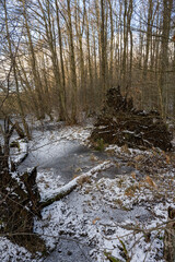 A winter photo of an icy water pond in a forest. Picture from Lund, southern Sweden