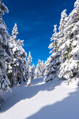 Fototapeta na wymiar Winter fir and pine forest covered with snow and blue sky in jeseniky czech Mountain winter forest