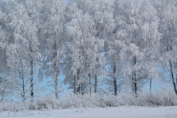 winter forest in snow on a frosty sunny day, tree branches in frost