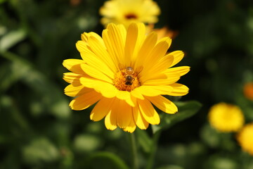 Obraz premium Calendula and Calendula bee