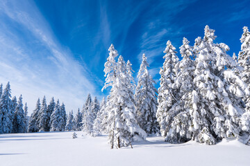 Winter fir and pine forest covered with snow and blue sky in jeseniky czech Mountain winter forest