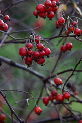 Rosehip berries after the autumn rain close up