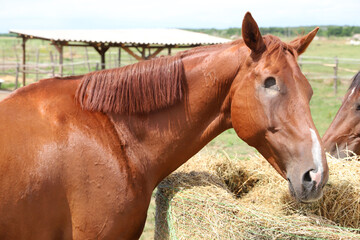 Head of horse with missing eye. Blind horse