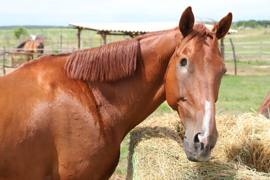 Head of horse with missing eye. Blind horse