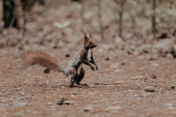 The squirrel stands on two hind legs. Animal in the autumn forest.