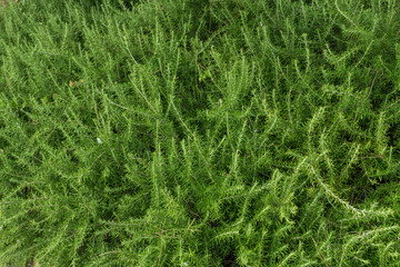 wild rosemary green bush