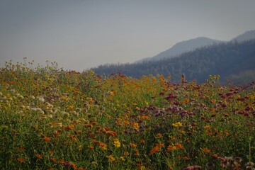 Fototapeta premium field of flowers in mountains
