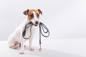 The dog holds a leash in his mouth on a white background. Jack russell terrier calls the owner for...
