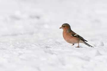 Wild chaffinch (Fringilla coelebs) bird stands in white snow in sunlight, winter wildlife.