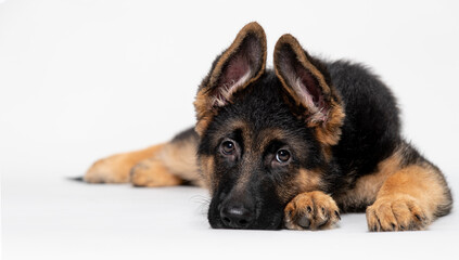 German Shepherd puppy lying down