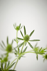 Fresh flower materials, flower arrangement 