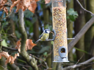 Blue Tit pulling out a mealworm from the bird feeder 