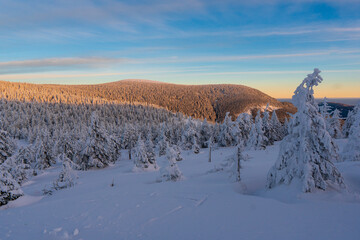 Winter fir and pine forest covered with snow and blue sky in jeseniky czech Mountain winter forest