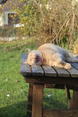 Fototapete bei efototapeten.de bestellen   