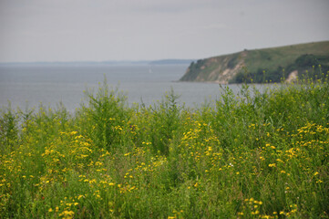 meadow june