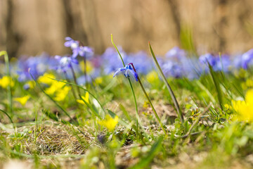 blue, yellow primrose snowdrop blooms in early spring in the sun in the grass