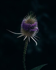 thistle flower on black in the forest