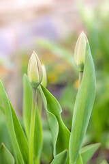 Obraz premium green tulip buds blooms in spring in the sun in the grass