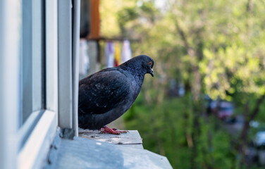 pigeon in the city