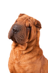 Portrait of Shar Pei on a white background.