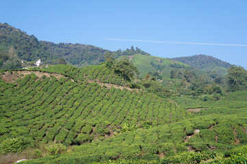 Fototapeta na wymiar Tea Valley at Cameron Highland, Malaysia. In addition to being the largest tea producers in Malaysia, it is also a popular tourist destination in Malaysia.
