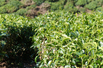 Tea Valley at Cameron Highland, Malaysia. In addition to being the largest tea producers in Malaysia, it is also a popular tourist destination in Malaysia.